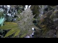 Rare Dankness Doc's OG harvest thumbnail