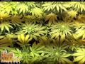 Spliff Seeds Jack F1 E12. COMPILATION thumbnail