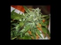 Sweet Seeds -  Fast Bud #2 grow thumbnail