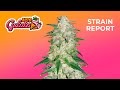 Gelato Auto | Strain Report | Fast Buds thumbnail