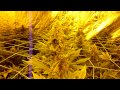 Cheese grow journal day 49 thumbnail