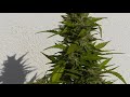 Growing AK47 Autoflower outdoor ! thumbnail