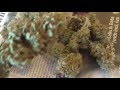 Medi Kush Auto Smoke Report thumbnail