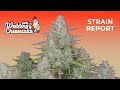 Wedding Cheesecake Auto  | Strain Report | Fast Buds thumbnail