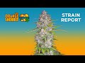 Orange Sherbert Auto | Strain Report | Fast Buds thumbnail