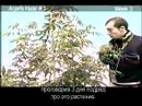 Green House Seed Arjan's Haze#1 Grow with Russian Subtitles thumbnail