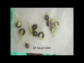 Spliff Seeds Bubblegun thumbnail