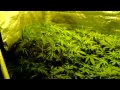 big buddha cheese marihuana 56th day, grow your own weed thumbnail