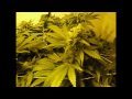 Medical MJ Grow - Round 3 - Day 35 Flower thumbnail