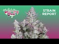 Wedding Glue Auto | Strain Report | Fast Buds thumbnail