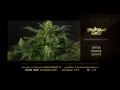 Big Bang - Green House Grow Sessions thumbnail