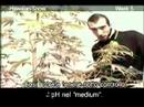 Green House SeedCo Hawaiian Snow Grow with Italian Subtitles thumbnail