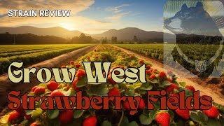Strawberry Fields Strain Review: What to Expect from Grow West’s Maryland Hybrid thumbnail