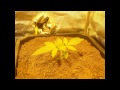 Spliff Seeds Bubblegun E2 thumbnail