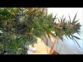 DAYTRIPPING'S 4 PATIENT MEDICAL GROW HARVEST DAY 61 G-13 LAB'S PINE APPLE EXPRESS! thumbnail