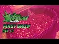 The Grow Day 10 - Kera Seeds Cherry & Grapefruit thumbnail