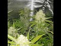 Crystal white..spliffseeds...Nft grow hydrophonics thumbnail