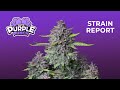 Purple Punch Auto | Strain Report | Fast Buds thumbnail