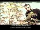 Green House Seed Co. Hawaiian Snow Grow w/Russian Subtitles thumbnail