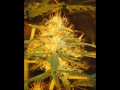 Spliff Seeds White Widow E9 thumbnail