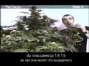 Green House Seed Co. The Doctor Grow with Russian Subtitles thumbnail