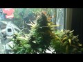 Afghan Kush Ryder Update (Before Harvest) thumbnail