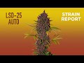 LSD-25 Auto | Strain Report | Fast Buds thumbnail