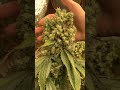 OMG - Ripper Seeds - 2/2 thumbnail