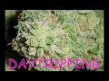 DAYTRIPPING'S 4 PATIENT MEDICAL GROW HARVEST DAY 74, SOMA'S SOMANGO & PICTURES OF TGA DAIRY QUEEN! thumbnail