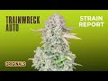 Trainwreck Auto | Originals | Strain Report | Fast Buds thumbnail