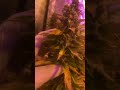 Auto Big Paxa - Mallorca Seeds - Grow Room - 1/2 thumbnail