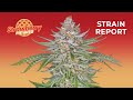 Strawberry Pie Auto | Strain Report | Fast Buds thumbnail