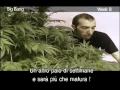 Green House Seed Co Big Bang Grow with Italian Subtitles thumbnail