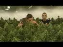 Green House Seed Co. - Cheese Grow thumbnail