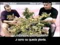 Green House Seed Co White Widow Grow with Italian Subtitles thumbnail