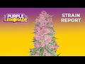 Purple Lemonade Auto | Strain Report | Fast Buds thumbnail