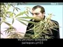 Green House Seed Co. Neville's Haze Grow w/Russian Subtitles thumbnail