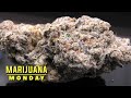 Bubba's Gift Marijuana Monday thumbnail