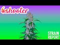 Six Shooter Auto | Strain Report | Fast Buds thumbnail