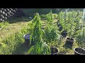 Finola Female - High CBD Hemp Field thumbnail