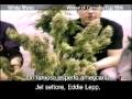 Green House Seed Co White Rhino Grow with Italian Subtitles thumbnail