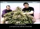 Green House Seed Co. El Niño Grow with Russian Subtitles thumbnail