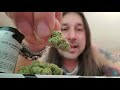 Dan's 420 Chronicles - Strawberry Glue Weed Review 3/5/21 thumbnail