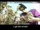 Green House Super Silver Haze Grow with Italian Subtitles thumbnail