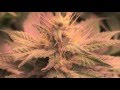 Dieselicious Grow Video thumbnail