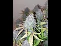 Auto Moon Rock Divine Seeds Cannabis Indoor grow thumbnail