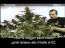 Green House Seed Co The Doctor Grow with Italian Subtitles thumbnail