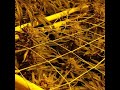 Critical+ 2.0 - 51days flower thumbnail