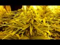 Cheese grow journal day 42 thumbnail