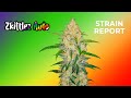 Zkittelz Auto | Strain Report | Fast Buds thumbnail